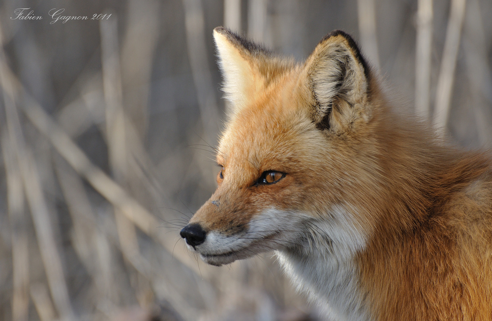 Vorgehensweise Bei Meldungen Von Vermeintlich Auffalligen Fuchsen