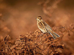Reed Bunting