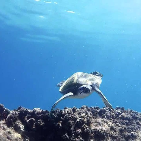 MERGULHO EM ALCATRAZES, ROTA 55, SÃO SEBASTIÃO, SP.