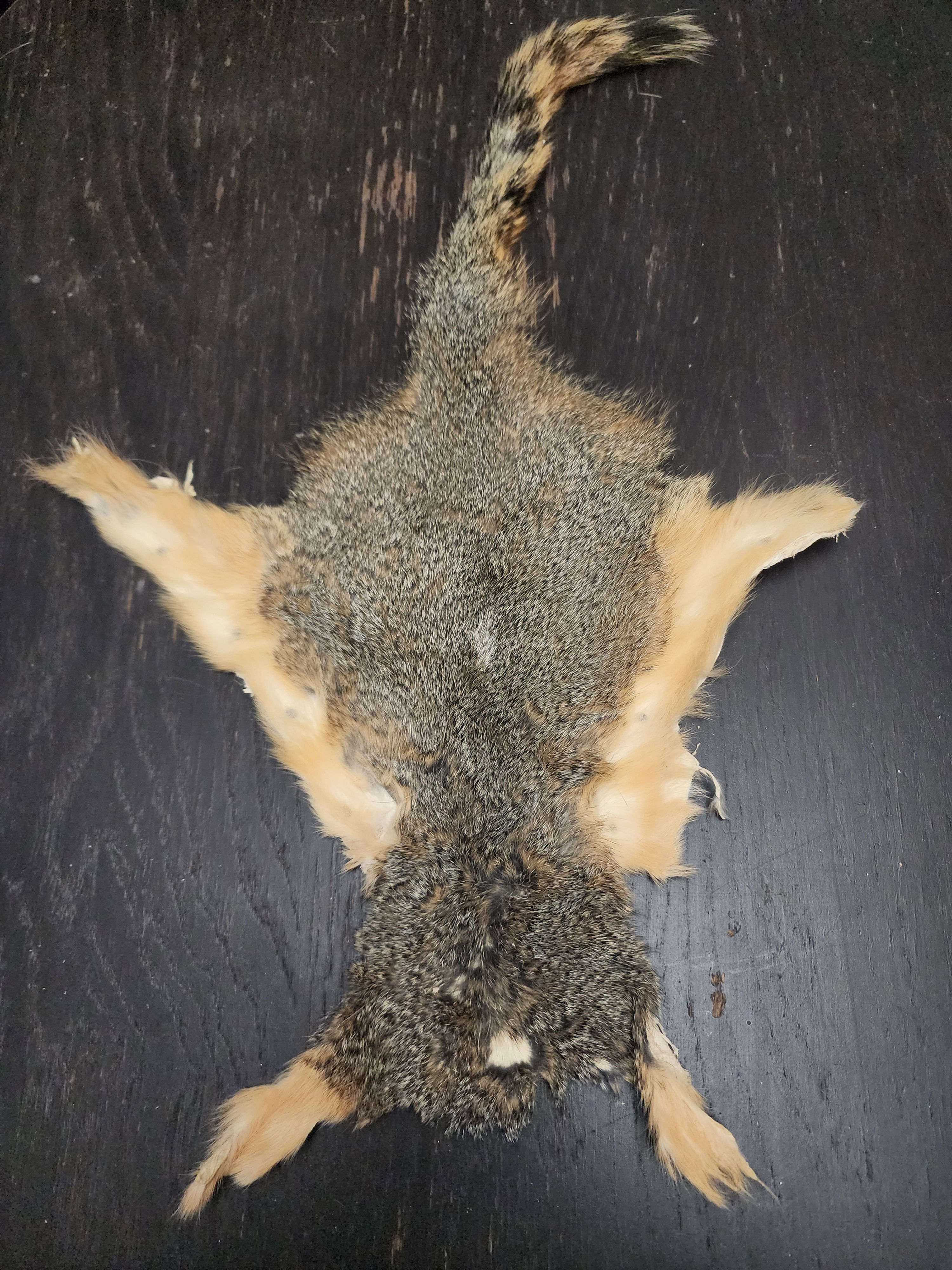 Tanned Squirrel (21")