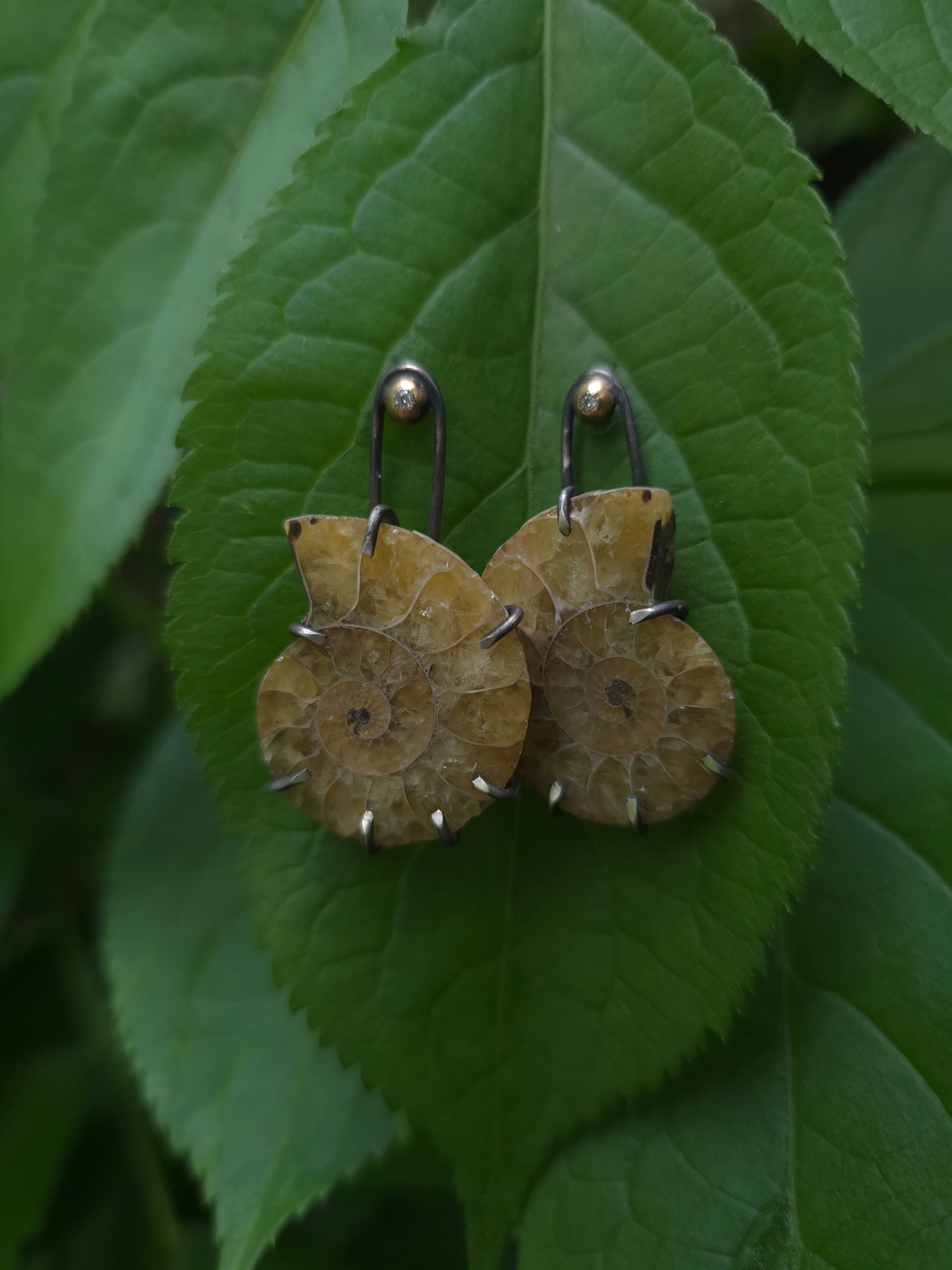 Ammonite and diamond