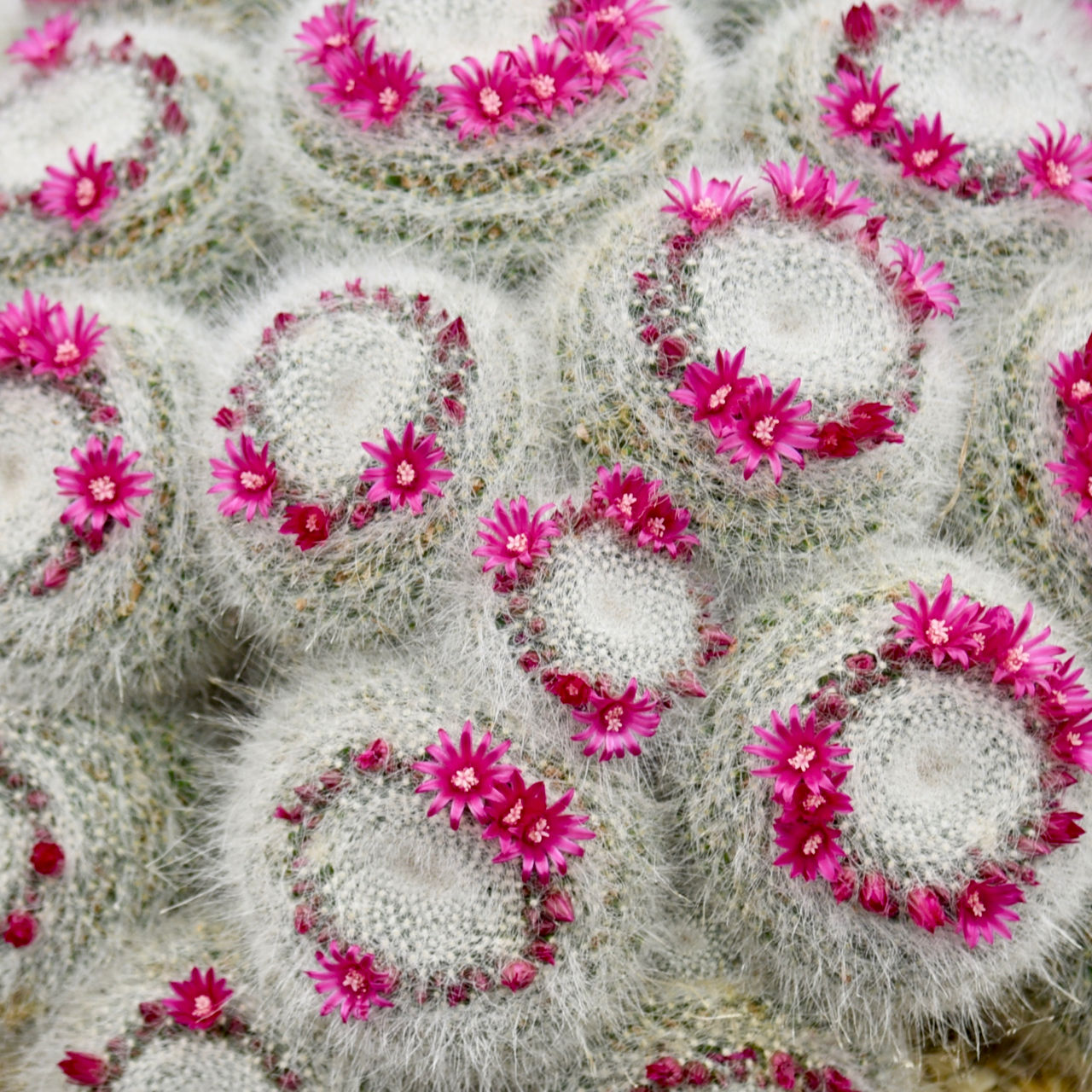 Fluffy cactus