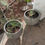 Thumbnail: pair of deergrass in planters