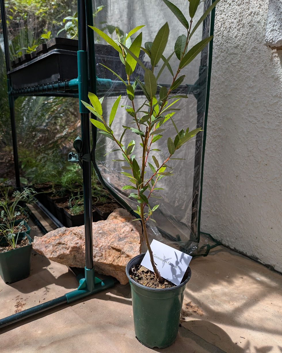Arroyo Willow (Salix lasiolepis)