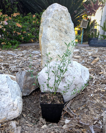 plant nursery and earth botanical goods