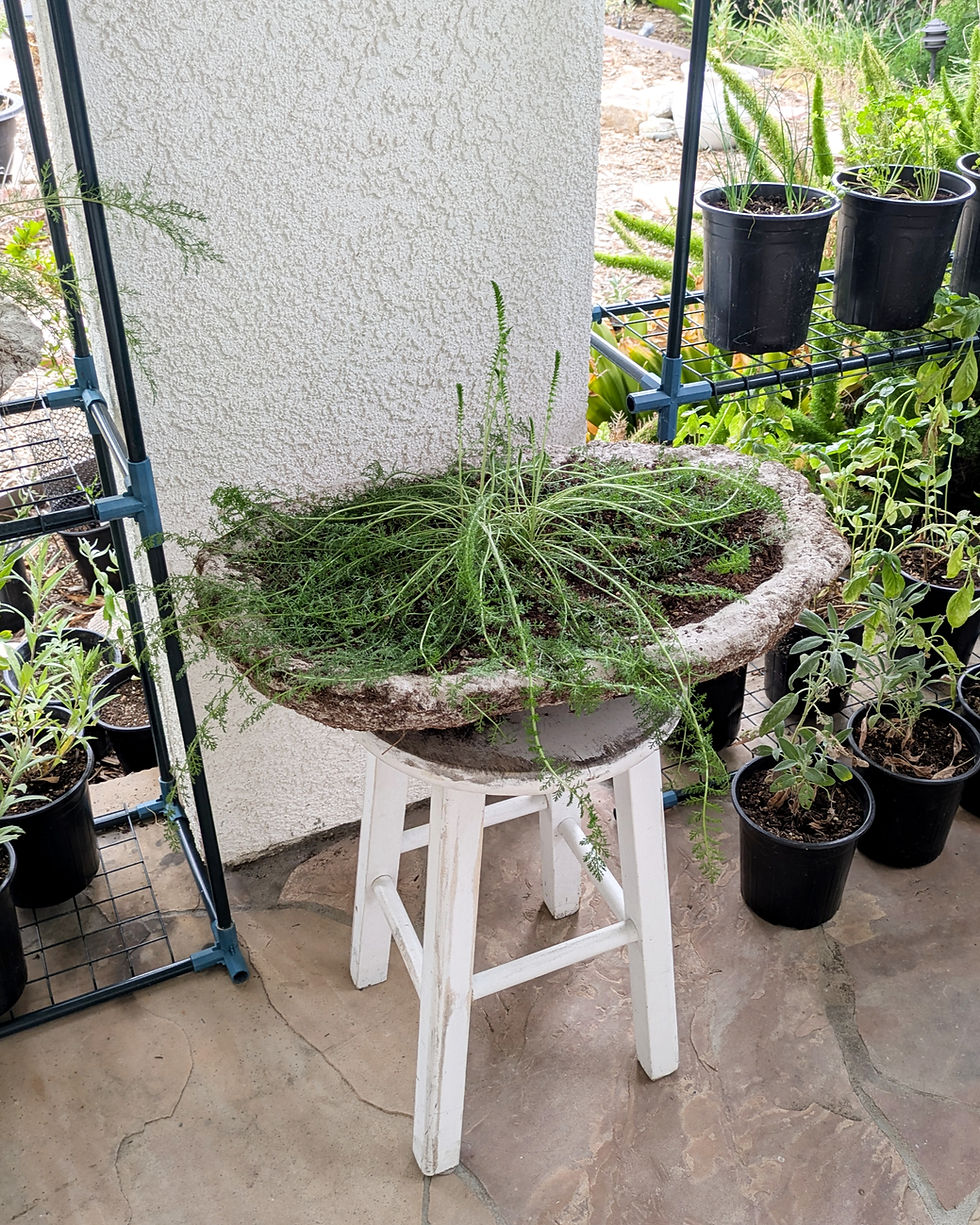 Common Yarrow in Handcrafted Bowl Planter