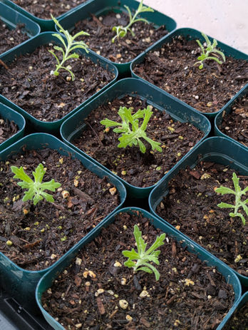 plant nursery and earth botanical goods