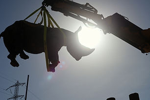 DSC09359_JPG.webp