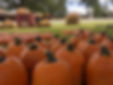 pumpkin.jpg