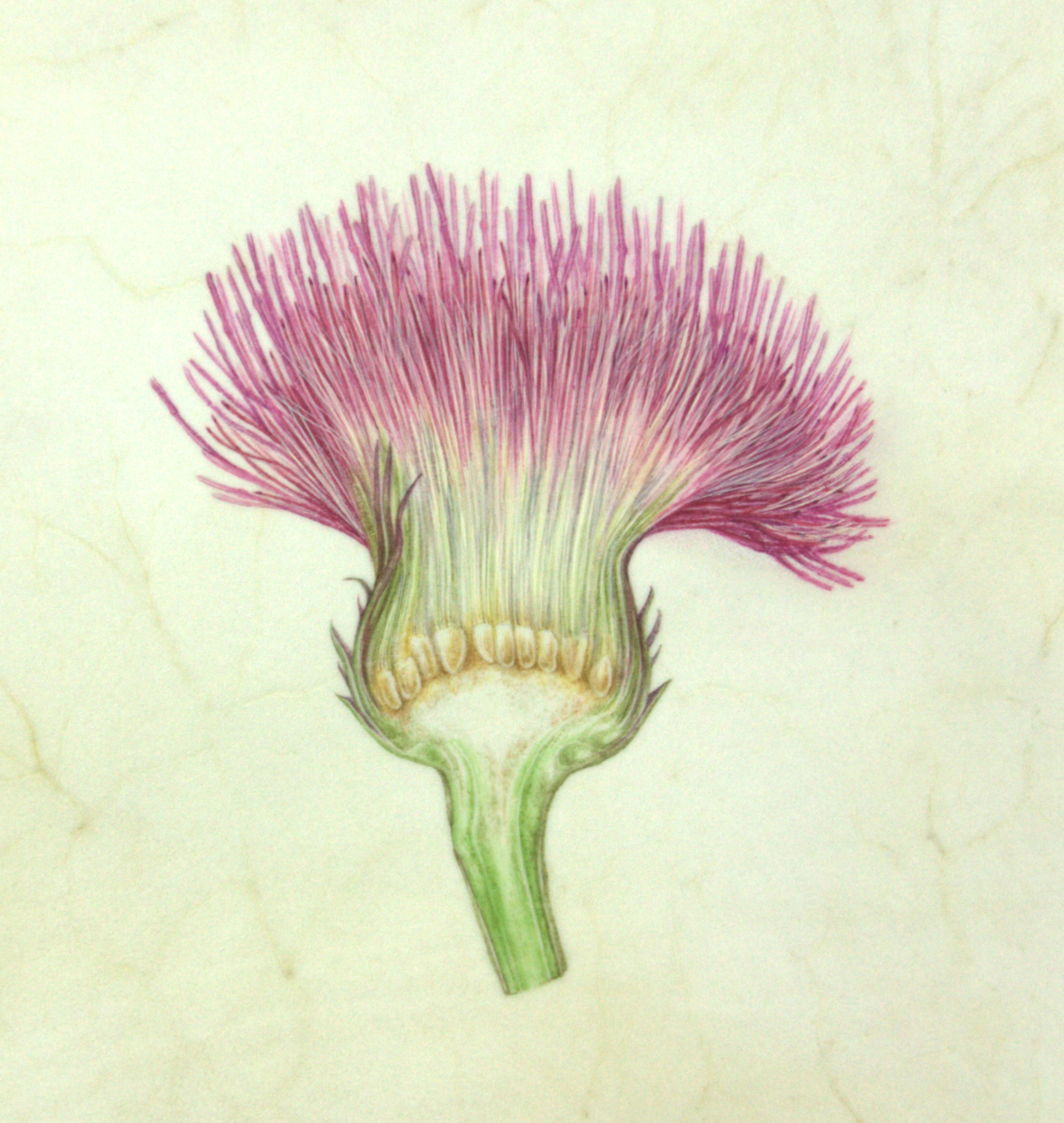 Botanical Art Painting on Vellum Natures Details Hants, UK