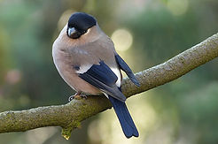 female bullfinch.jpg