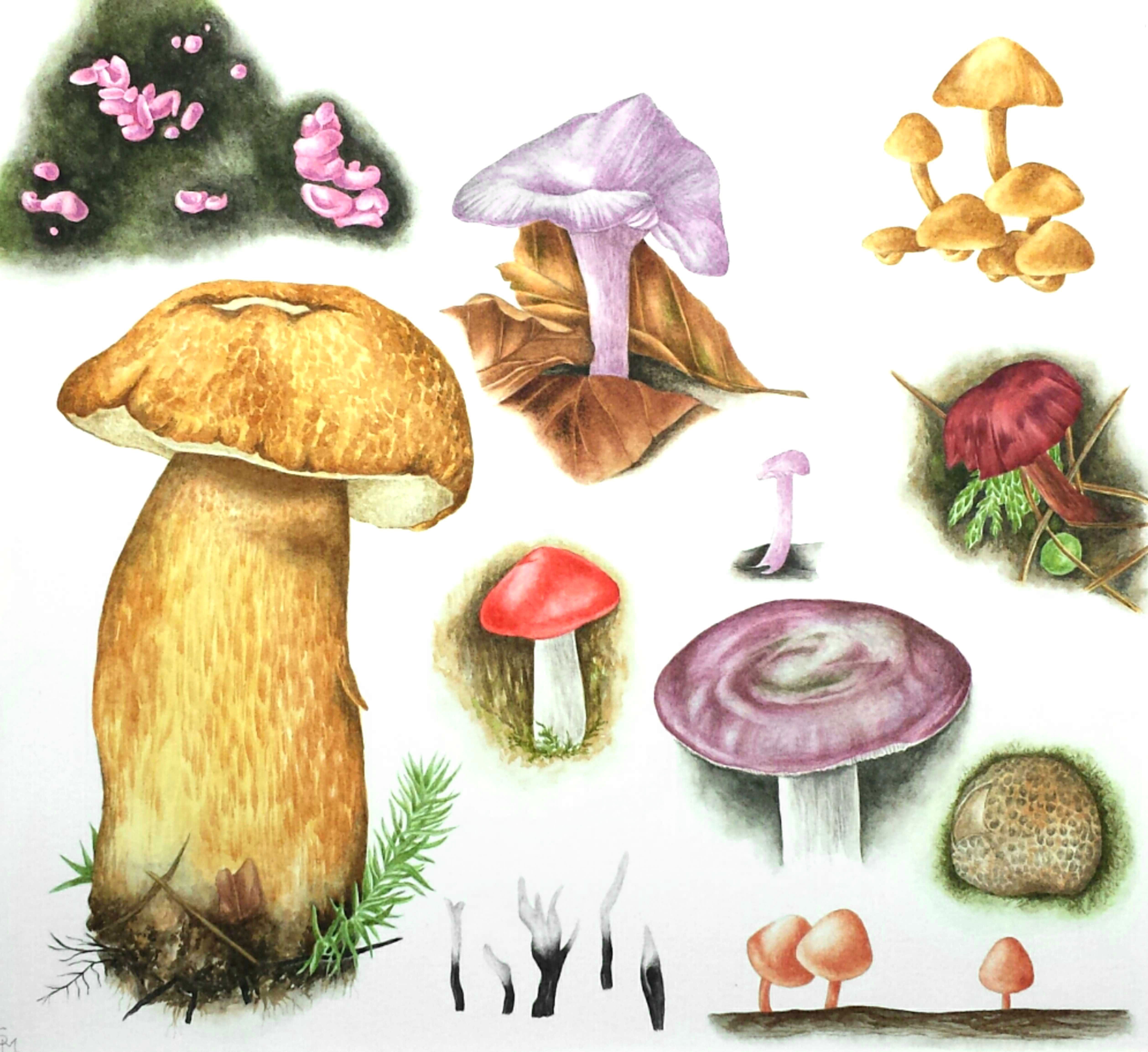 Botanical Art Watercolour Natures Details Hants, UK