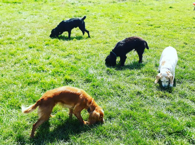 Dogs feed in the grass