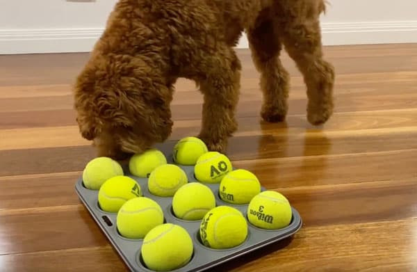Dog sniffing tennis balls