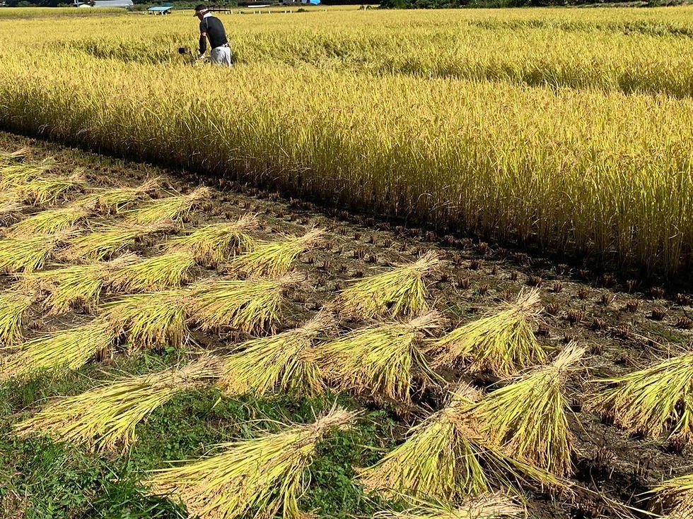 Thumbnail: Nagano-Ken San Koshihikari Rice, Milled Short Grain 長野県産 信州の米