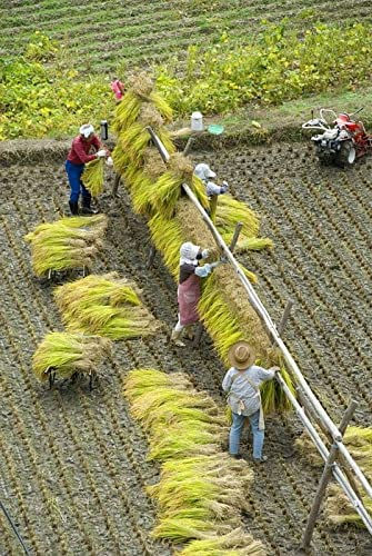 Thumbnail: Nagano-Ken San Koshihikari Rice, Milled Short Grain 長野県産 信州の米