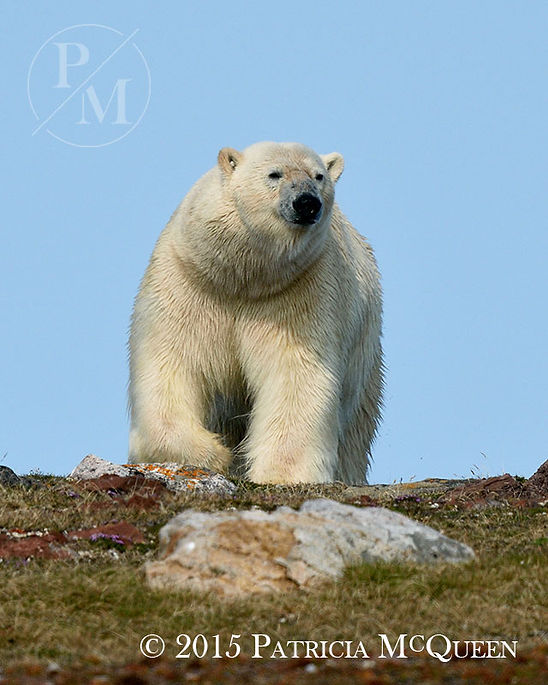 PolarBear-19.jpg