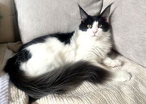 Black and White Maine Kitten