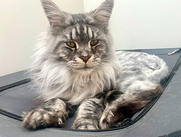 Hghest pedigree Maine Coon kitten