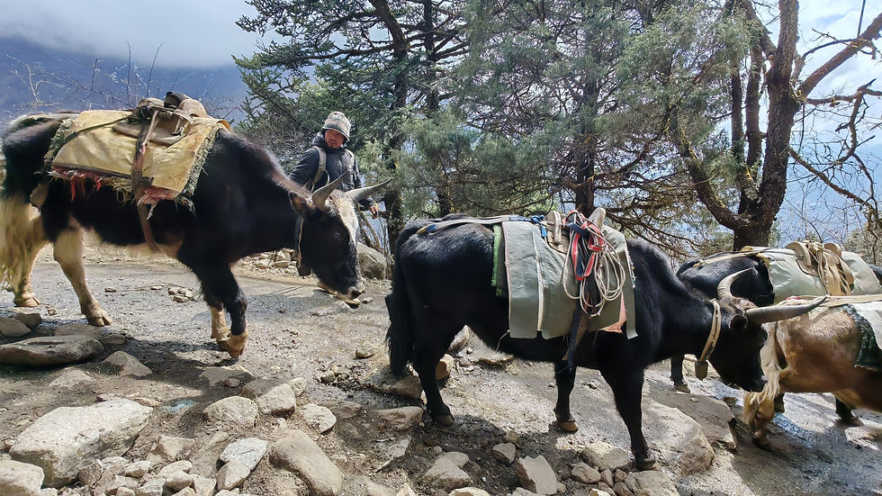 Pack yaks with gear walk on a rocky path, led by a person wearing a hat. Pine trees and cloudy sky in the background. Mood is calm.