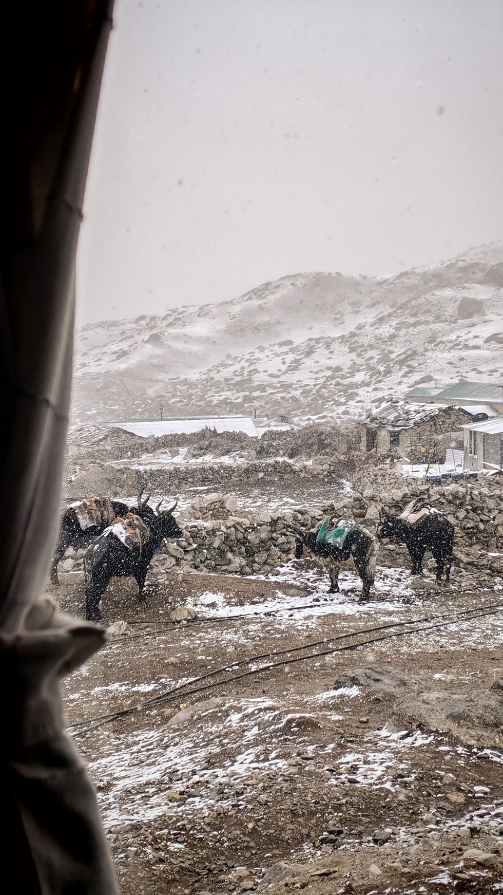 Yaks with packs stand in a snowy mountain village, surrounded by stone walls and snow-covered rooftops, viewed from a window.