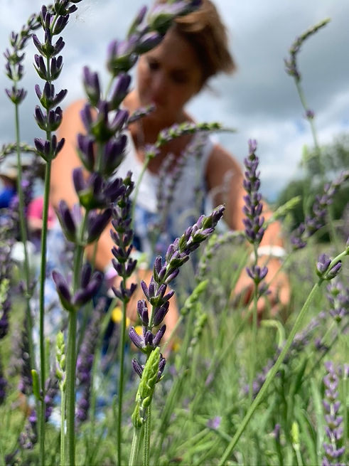 Dawn_lavender_field