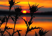 #2427 Thistles at sunset