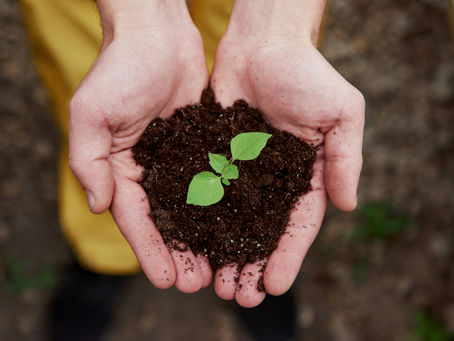 Is Firewood Ash Good for Plants?