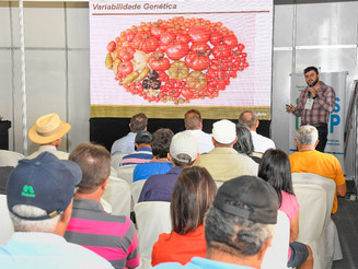 Manhã dedicada à cultura do tomate no segundo dia da STA