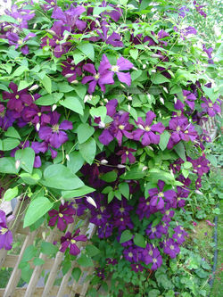Jackmanni clematis