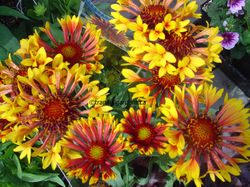 Blanket flower flowers