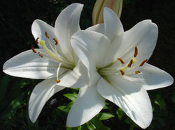 Pure white lily flowers