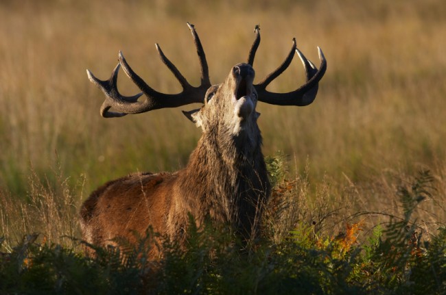 THE 500-INCH STAG & GOLD FALLOW