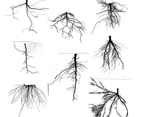 roots_comp.jpg