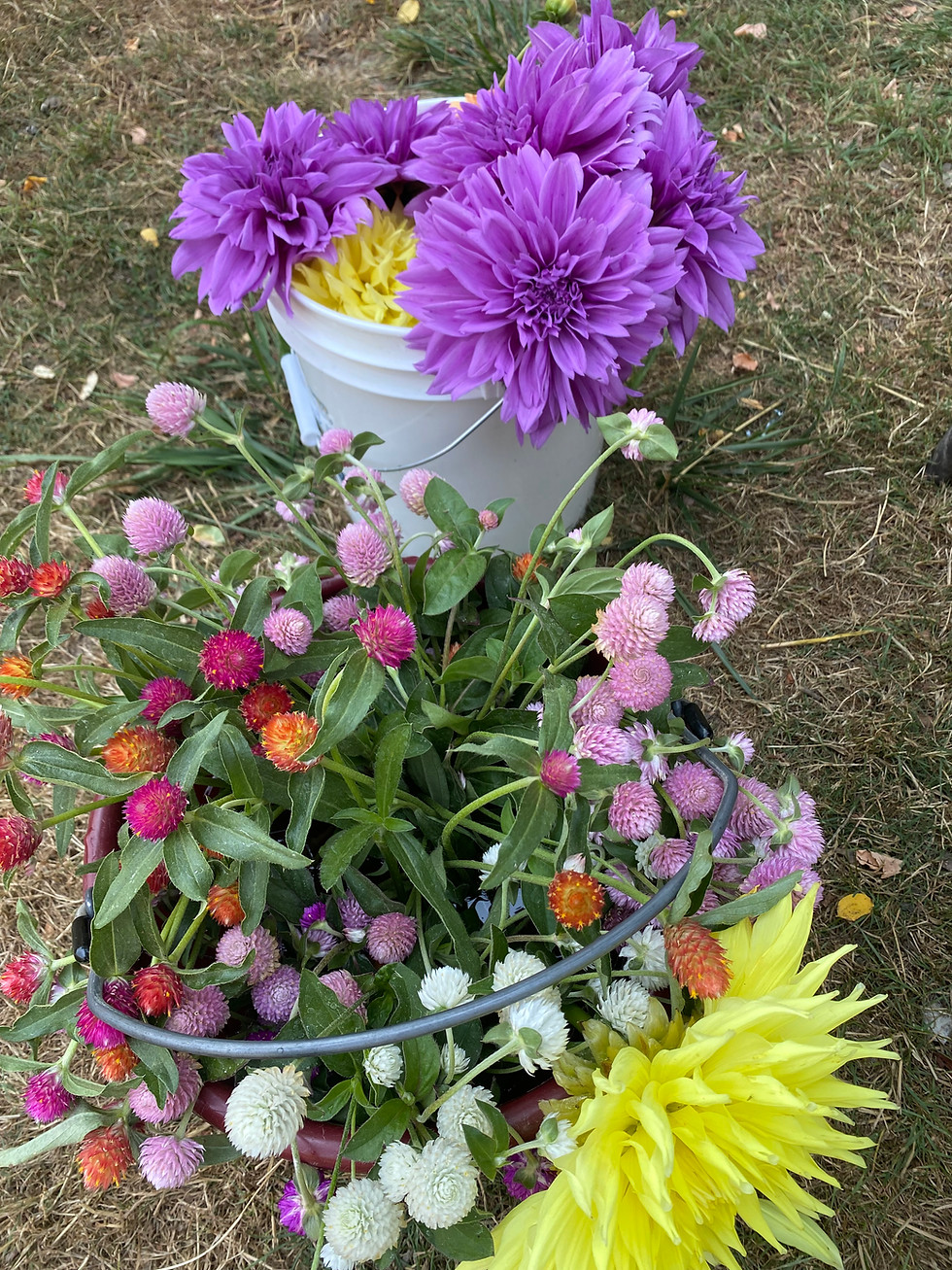 Thumbnail: Flowers by the bucket