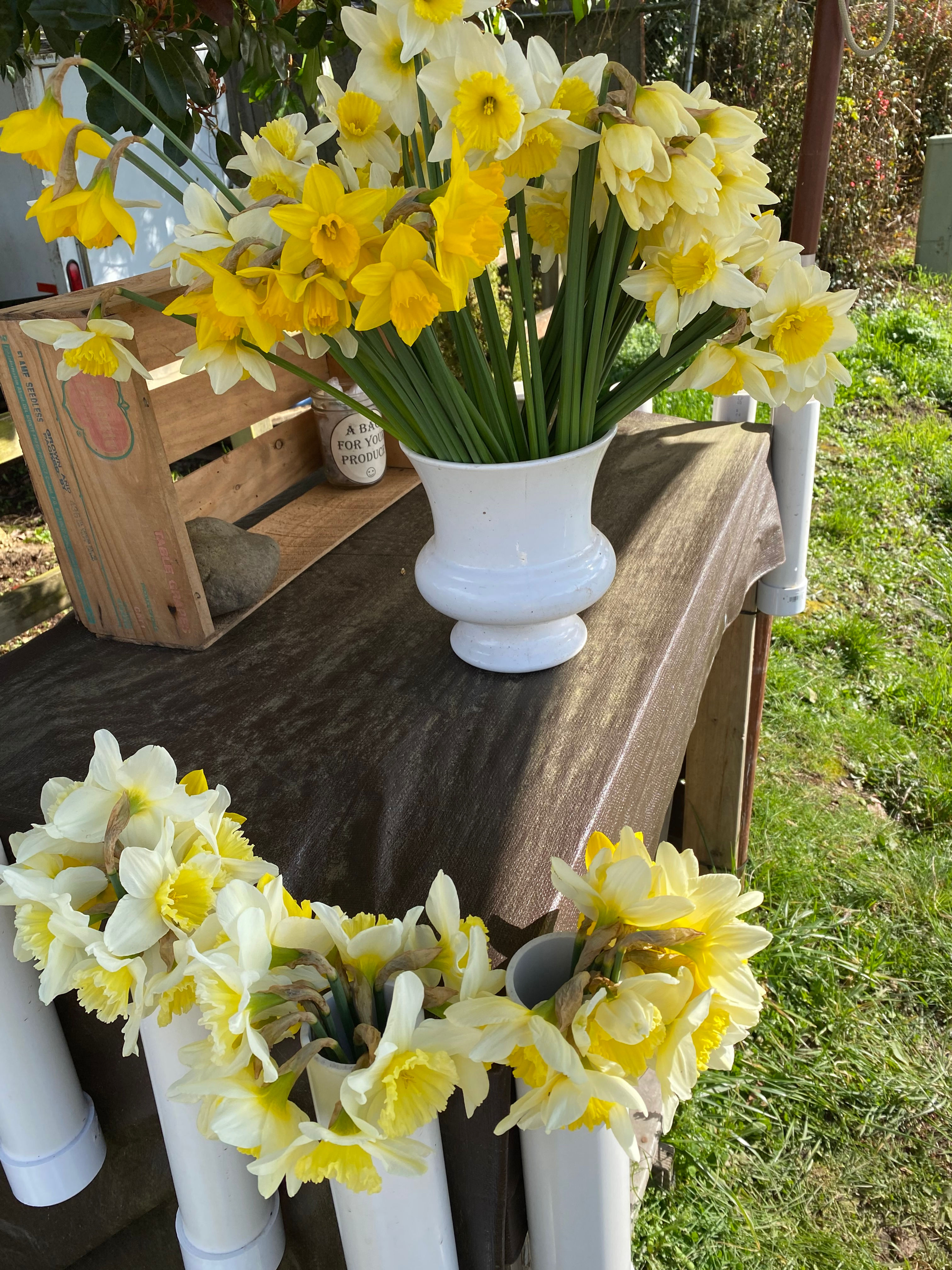 Daffodil bouquet