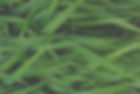 Grass_edited.jpg