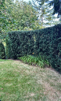 Cedar hedge restored with green paint in Vancouver backyard