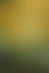 This is the cover of "Le Monument Elden Ring: Le Grand Œuvre de FromSoftware" by Sylvain Romieu, published by Third Éditions. It features the legendary Erdtree from Elden Ring, glowing gold and sprawling majestically across a dark, mysterious landscape of ruins and cliffs.