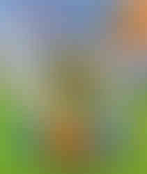 Cover of the “LEGO Minecraft Visual Dictionary” featuring block-style LEGO minifigures of characters like Sunny, Alex, Makena, Steve, and Efe standing on a grassy Minecraft-inspired background. The top half showcases flying and standing figures such as Bees, a Pillager, Phantom, Enderman, Iron Golem, and Creeper, along with a highlighted section noting the exclusive Makena minifigure inside.