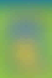 Cover of the Pokémon Classic Collector’s Handbook featuring Pikachu in the center with a bright smile and raised arms. Surrounding the title are various first-generation Pokémon, including Articuno, Zapdos, Moltres, Charmander, Psyduck, Gengar, Meowth, Squirtle, Jigglypuff, Tangela, Ponyta, Bulbasaur, Slowpoke, Butterfree, Eevee, Pidgey, Poliwag, Snorlax, and Nidorina. A red Poké Ball badge at the bottom right advertises a poster inside.