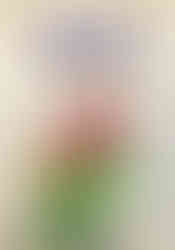 Book cover titled “JaJaMaru Legendary Ninja Collection – Material Book” on a parchment-style background with decorative borders. Two cartoon ninjas in red and orange outfits pose dynamically while riding on a large green frog with wide eyes and outstretched limbs. A small green shark-like creature follows behind them, adding to the playful, colorful illustration.