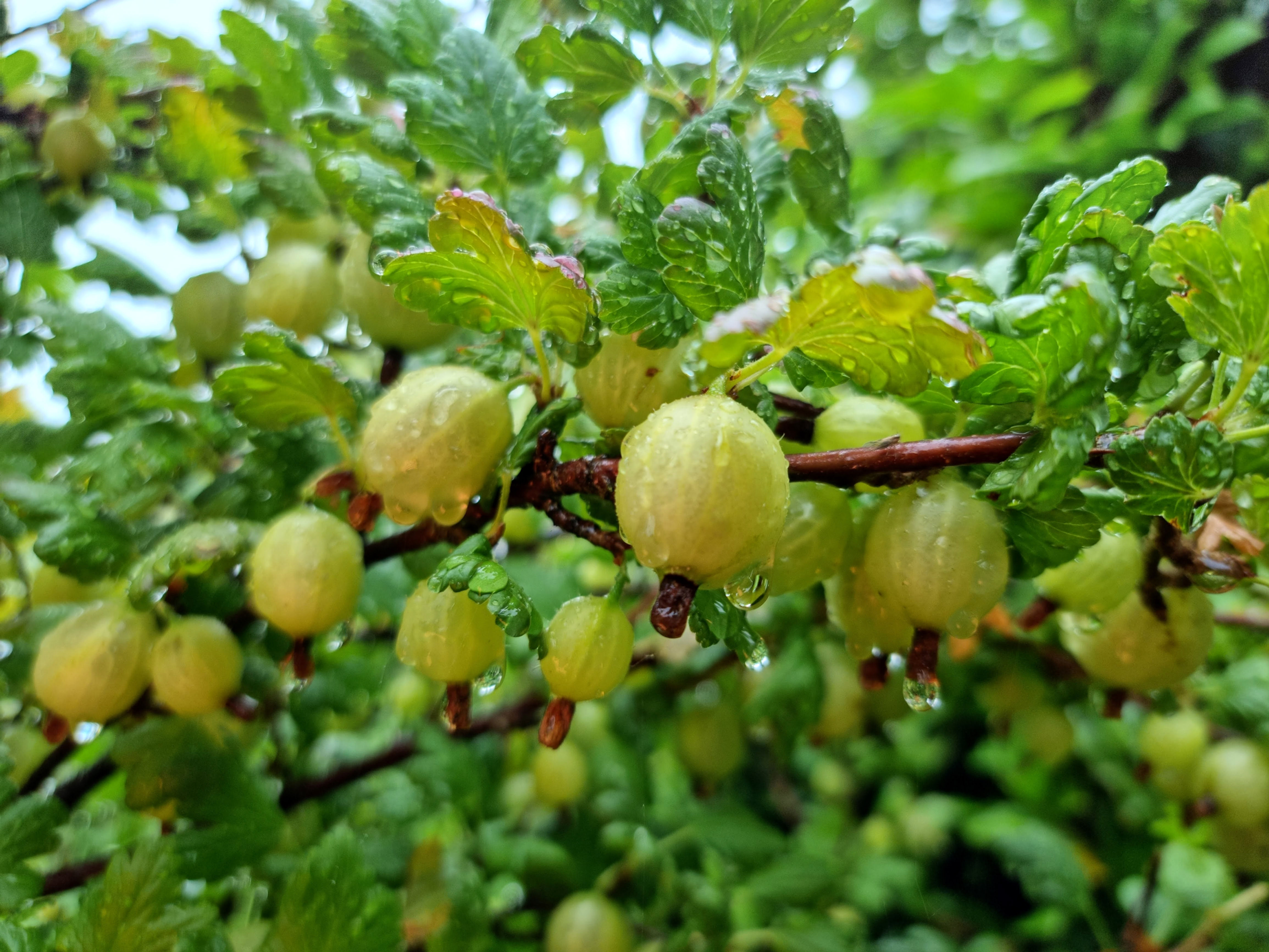 Gooseberries Barnstaple Organic 200g