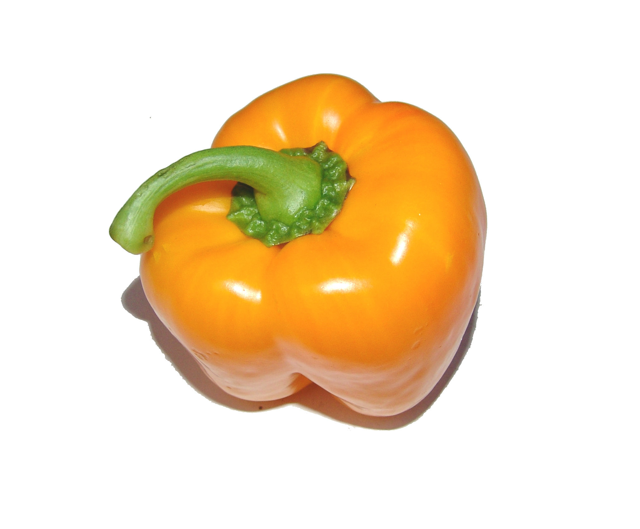 Pepper Yellow Dutch