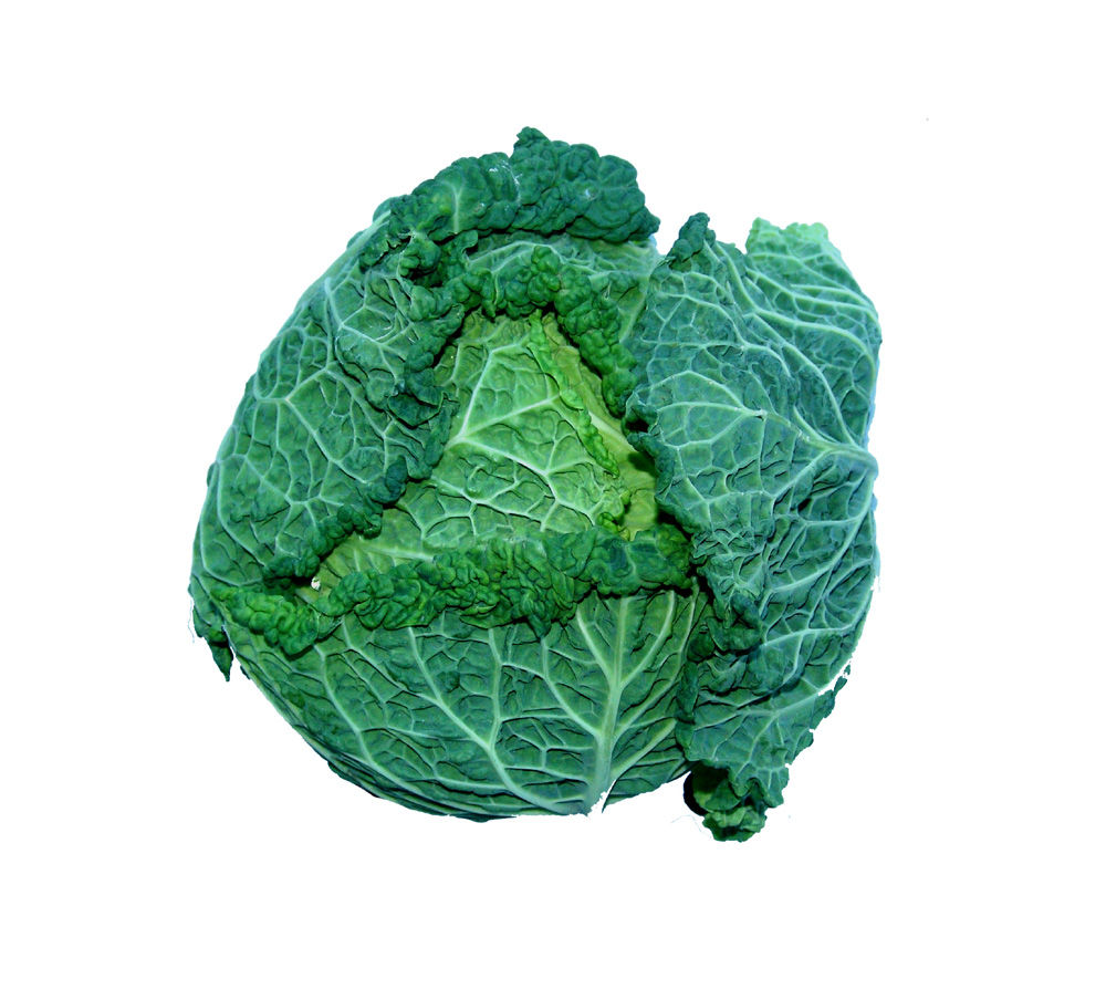 Cabbage Savoy English