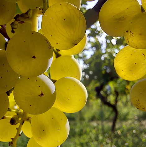 müller-thurgau berren