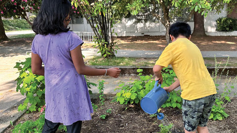 Creating kinship with the land: Indigenous plants return home at Marlborough Elementary