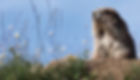 A marmot in Hurricane Ridge. Photos by Dana Fraser.