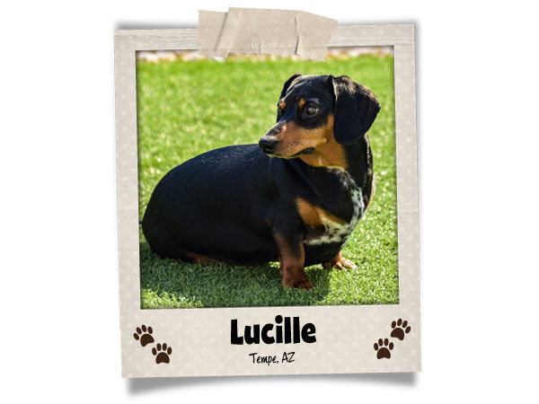 Poodini's Pet of the Month // October 2022 // Lucille