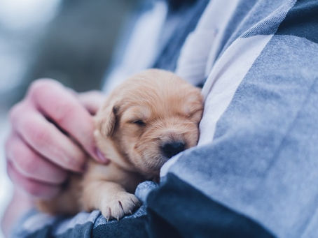 Adjusting to Your New Pooch